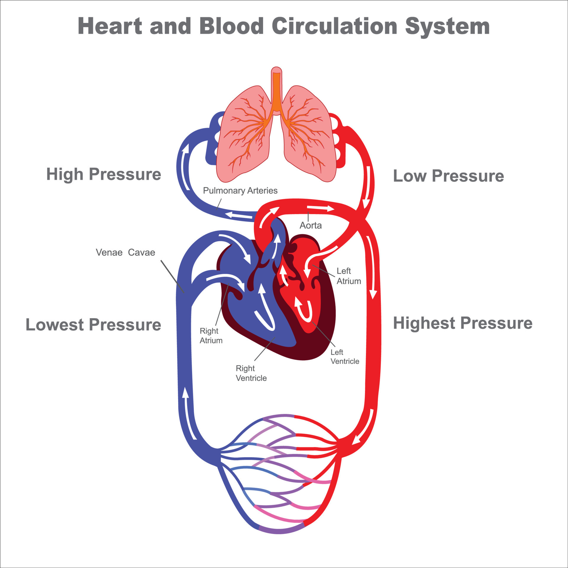 human-circulatory-system-and-blood-circulation-vevtor-illustraion-vector